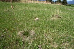 Pohľad na biotop s trsmy Schoenus ferrugineus.